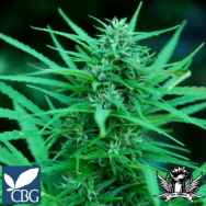 CannaBiogen Seeds Panama