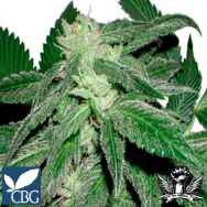 Cannabiogen Seeds Taskenti