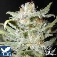 Cannabiogen Seeds Bangi Haze