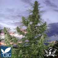 Cannabiogen Seeds Jamaican Blue Mountain