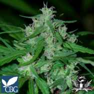 Cannabiogen Seeds Nepal Highland