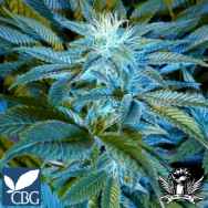 Cannabiogen Seeds Sandstorm