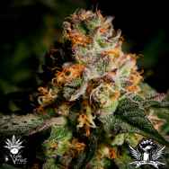 CannaVenture Seeds Tennessee Purple Kush