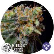 The Bulldog Seeds Caramelicious