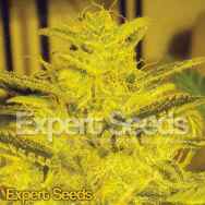 Expert Seeds Caramella Auto