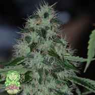 Trichome Jungle Seeds Caribbean Crush