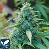 Cannabiogen Seeds Caribe