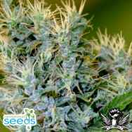 Centennial Seeds Otto#1