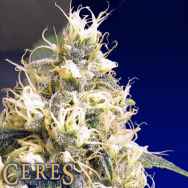 Ceres Seeds Ceres Skunk