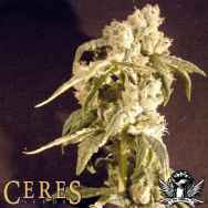 Ceres Seeds Auto Easy Rider