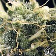 Ceres Seeds Fruity Thai