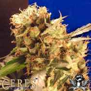 Ceres Seeds Orange Bud