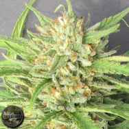 Seedism Seeds Champagne Kush