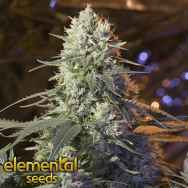 Elemental Seeds Chaos Kush