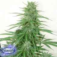 Flash Autoflowering Seeds Chaze Super Auto