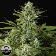 Dinafem Seeds Cheese CBD