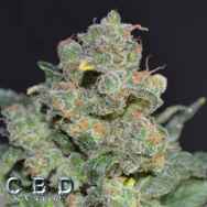 CBD Seeds Cheese