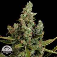 Dinafem Seeds Cheese