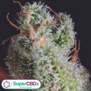 SuperCBDx Seeds Cheese x SCBDX