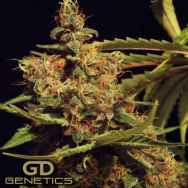 Green Devil Seeds Cheesecake