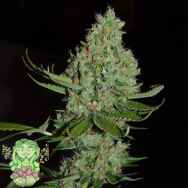 Trichome Jungle Seeds Cheesy Smurf