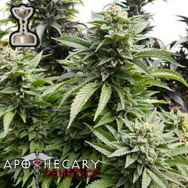 Apothecary Genetics Seeds Chem 91