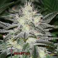 Apothecary Genetics Seeds Chem D