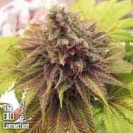 Cali Connection Seeds Chem Valley Kush