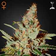 Green House Seeds Chemdog