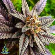 Exotic Genetix Seeds Cherry Cream Pie