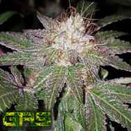 Garden Ablaze Seeds (GAS) Cherry Sherbet