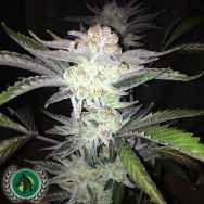 DarkHorse Genetics Seeds Cherry Wonka