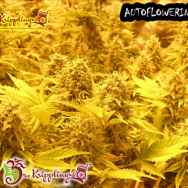 Dr. Krippling Seeds Choc Matic AUTO
