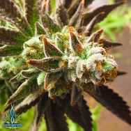 Exotic Genetix Seeds Chocolate Oranges