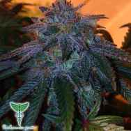 Dankonomics Genetics Seeds Chocolate Stardawg