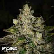 Archive Seeds The Potion