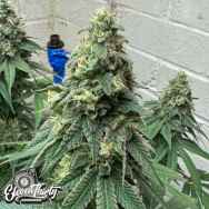 Eleven Thirty Genetics Warheadz