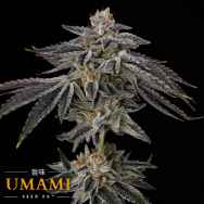 Umami Seed Co. Purple Ink