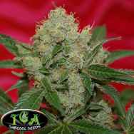 TGA SubCool Seeds Agent Orange