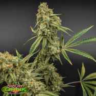 SubCools The Dank Seeds Banana Jack OG