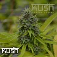 Kush Cannabis Seeds Cookie Kush