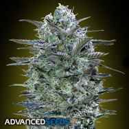 Advanced Seeds Critical Lemon