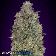 Advanced Seeds Critical Purple Kush