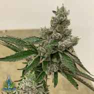 Exotic Genetix Seeds Funky Charms