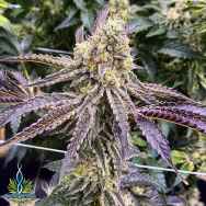 Exotic Genetix Seeds Gummy Buns