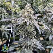 Exotic Genetix Seeds Milk Monkey