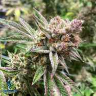 Exotic Genetix Seeds Orangutan Tittiez