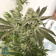 Exotic Genetix Seeds Slippery Susan