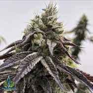 Exotic Genetix Seeds Tarts