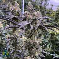 Exotic Genetix Seeds Truffle Monkey